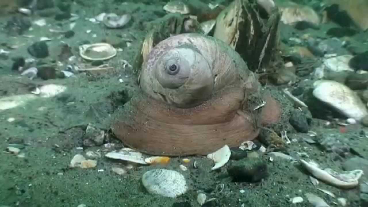 A Year Under The Pier