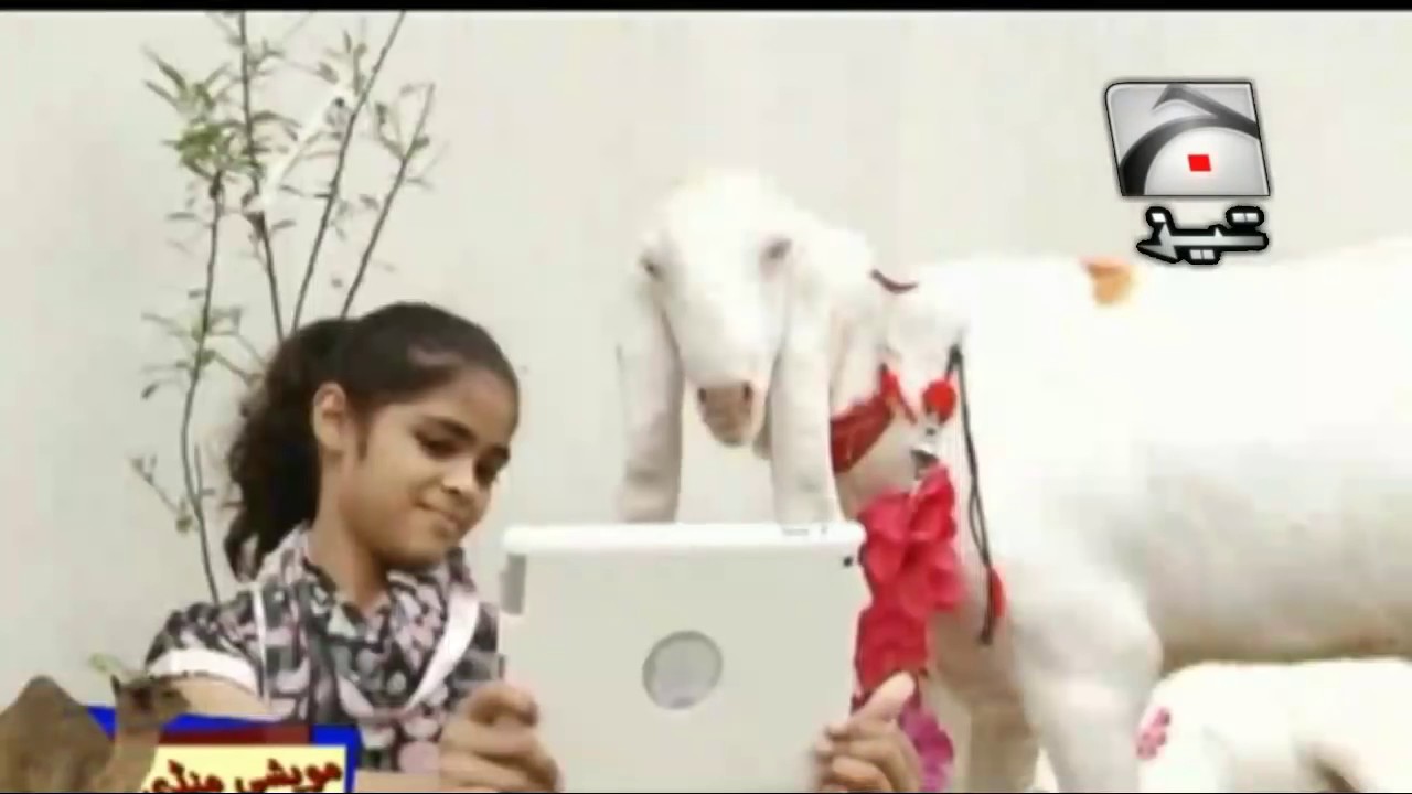 Animals Bakra Eid Funny Tezabi Totay