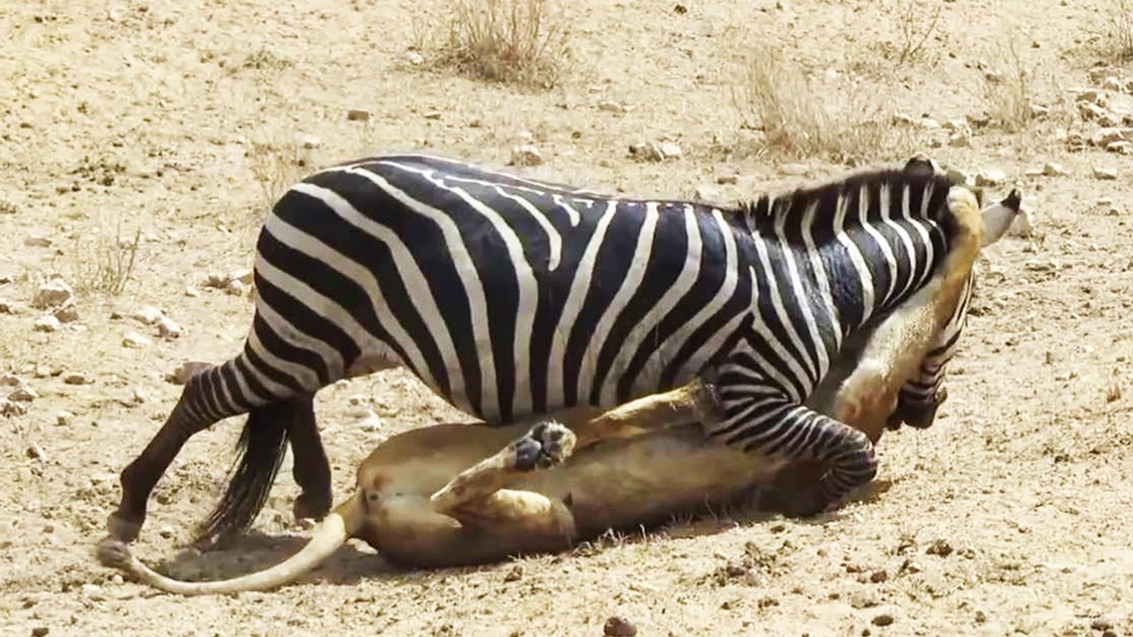 ANIMALS FIGHT BACK COMPILATION - Zebra vs Lion, Buffalo vs Lion, Dog vs Bear