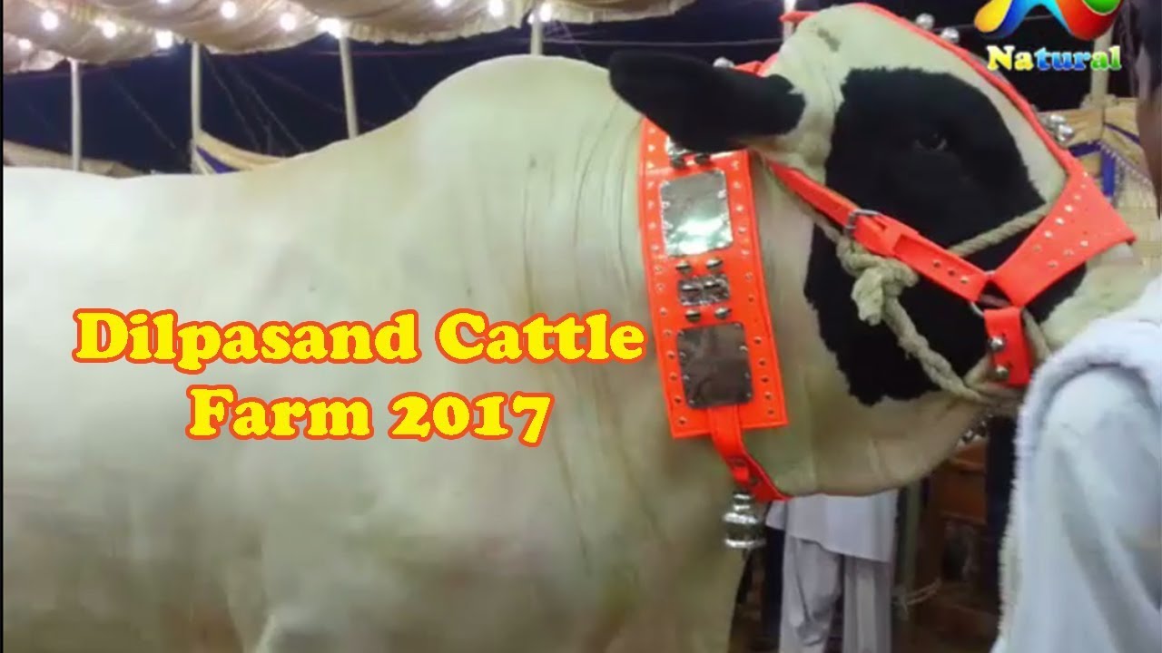 karachi Cow Mandi 2017 || Dilpasand Cattle Farm 2017 || Eid ul Adha 2017 || Part - 8