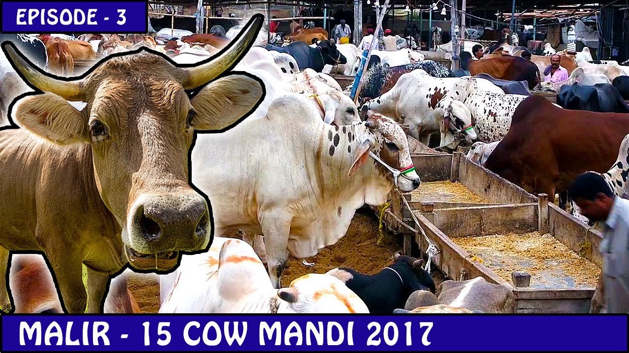 COW MANDI MALIR 15 EPISODE - 3 | KARACHI 2017