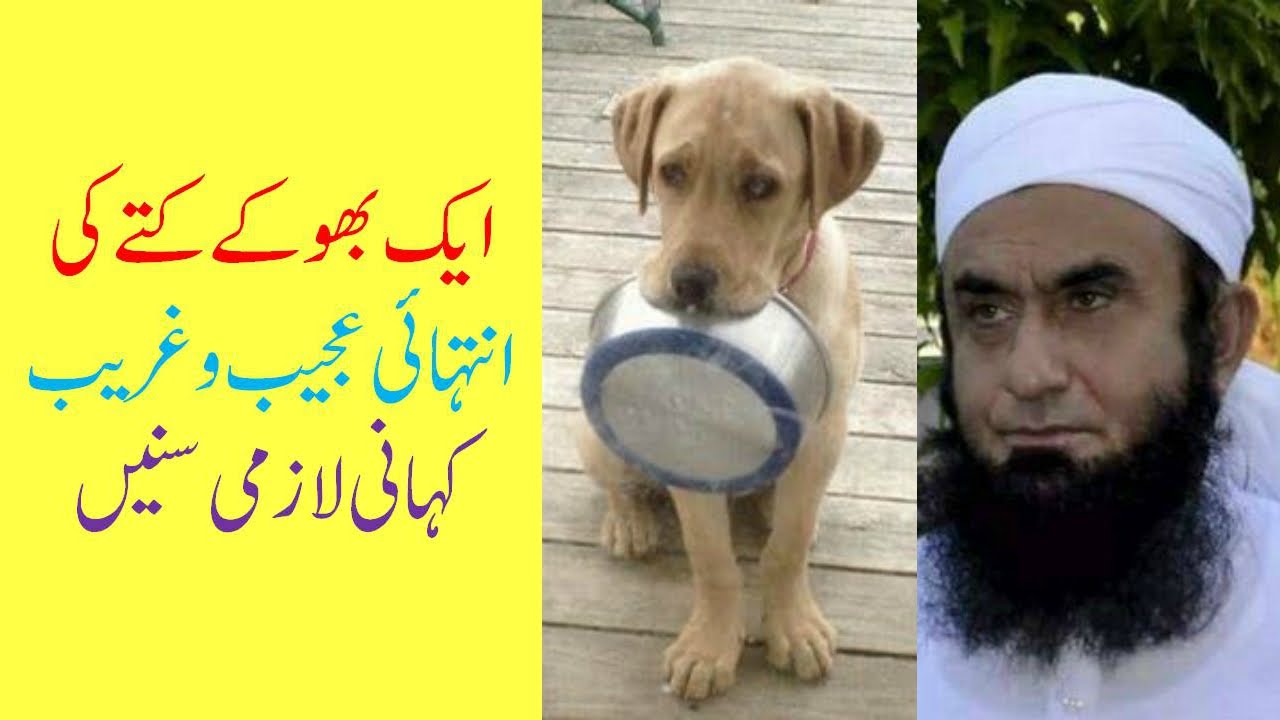 Special Tearful Story of Hungry Dog by Moulana Tariq Jameel 2016