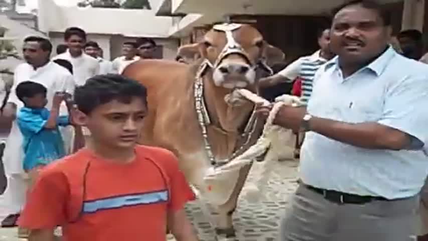 Cow qurbani 2018  Dangerous  Bakra Eid Lahore Eid ul adha