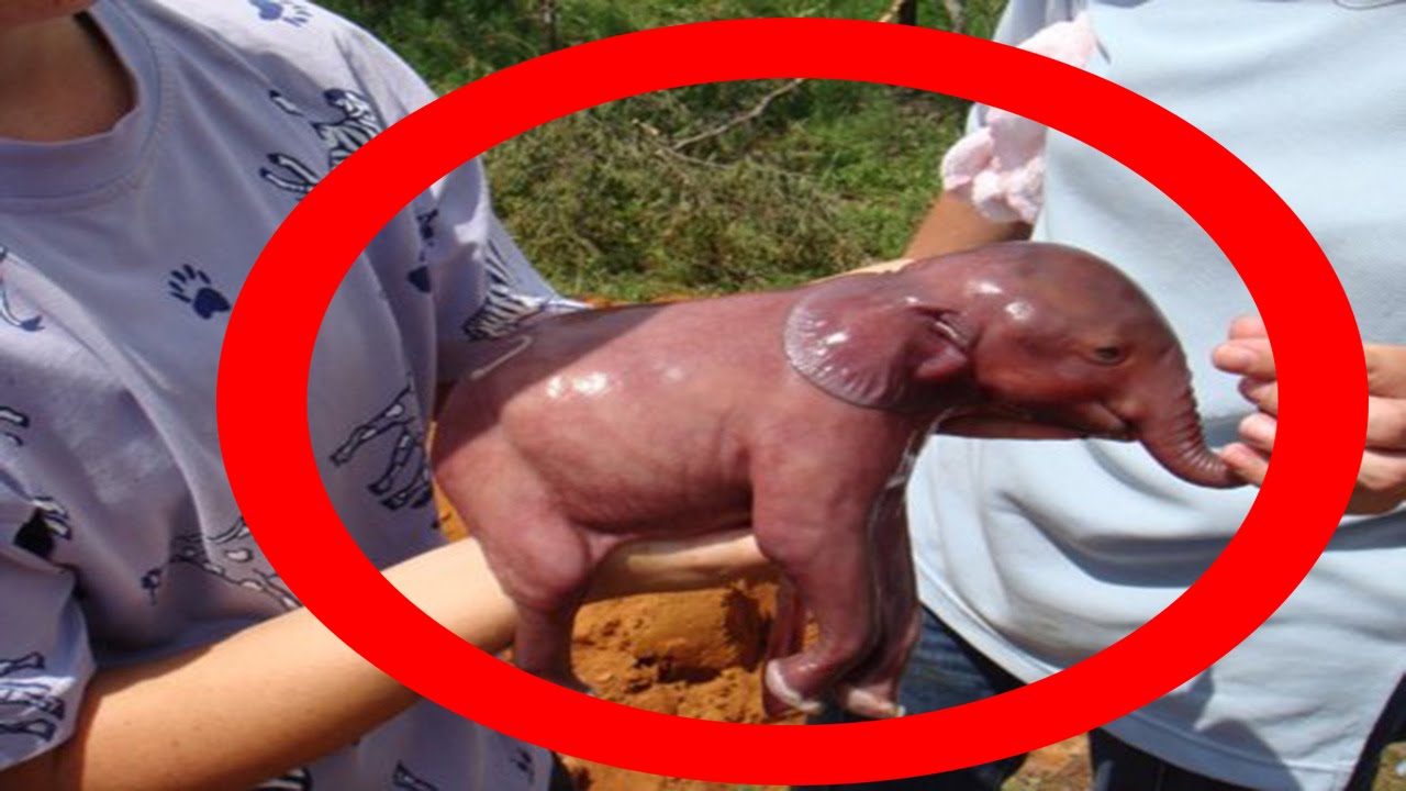 SMALLEST ANIMALS IN THE WORLD 2016