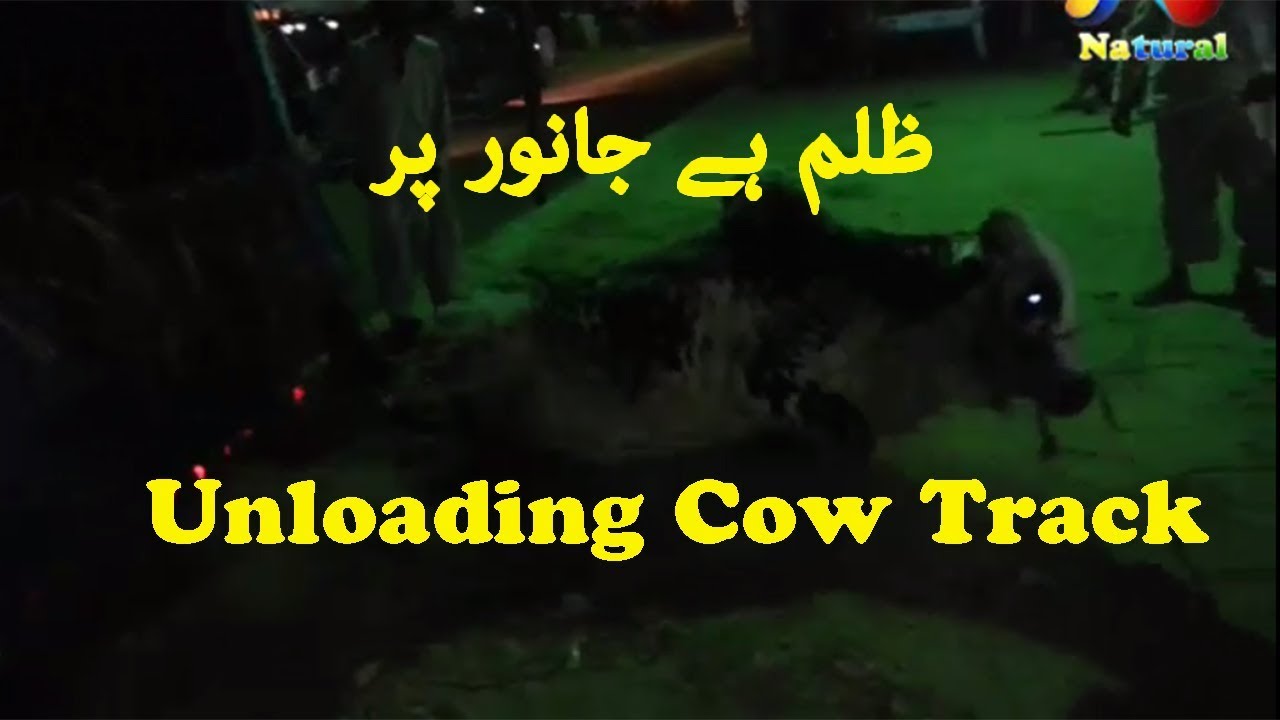 karachi Cow Mandi 2017  || Unloading  Cow Mandi || Eid ul Adha 2017  Part - 10