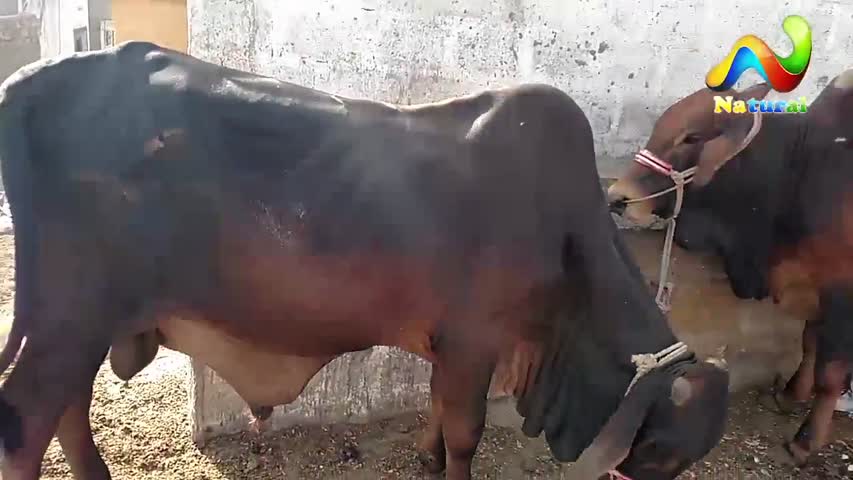 karachi Cow Mandi 2017 || Medium Price Cow Mandi  || Eid ul Adha 2017 || Part - 14