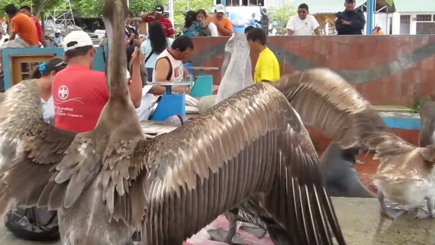 Fishmarket, Puerto Ayora, Santa Cruz Island, Galapagos