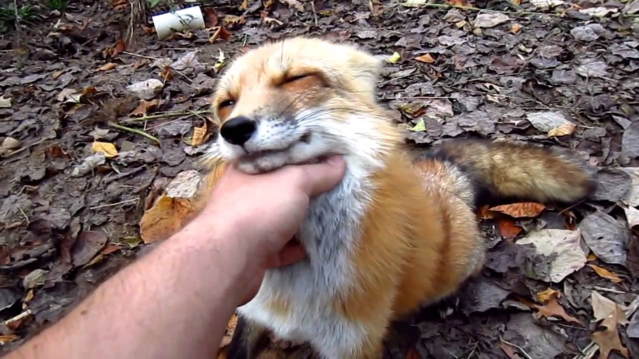 Fox go FLOOF