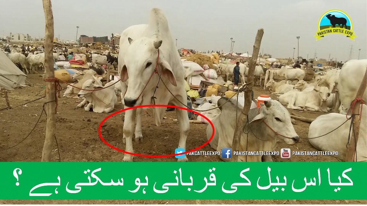 575 || Awesome Cow mandi || 2017 || 2018 || Karachi Sohrab Goth || Qurbani Bull