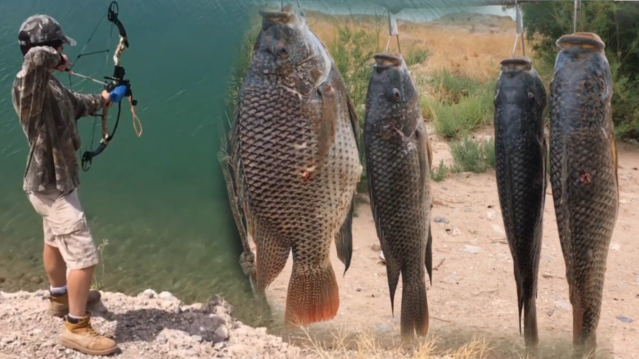 Bowfishing Tilapia And Carp In Clear Water Using A Infinite Edge Bow And AMS Kit