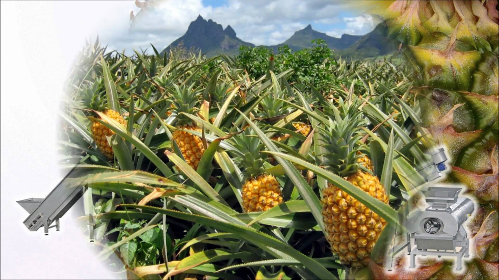 Pineapple juice extraction