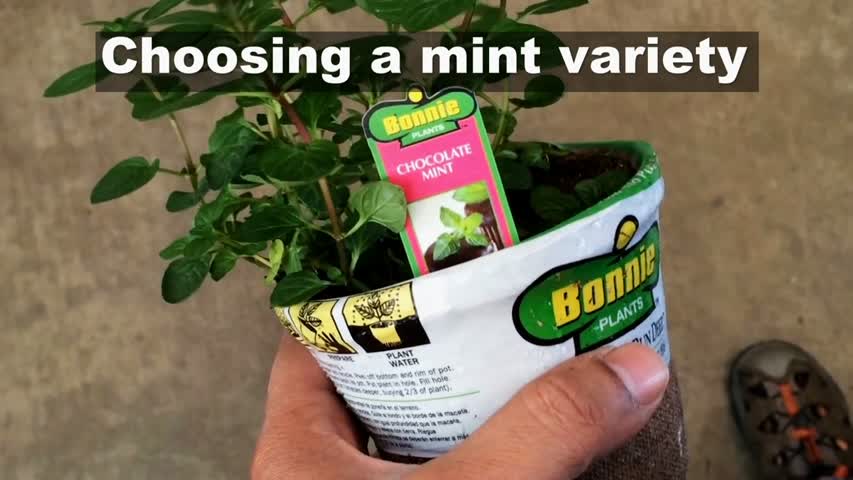 All About Growing Mint