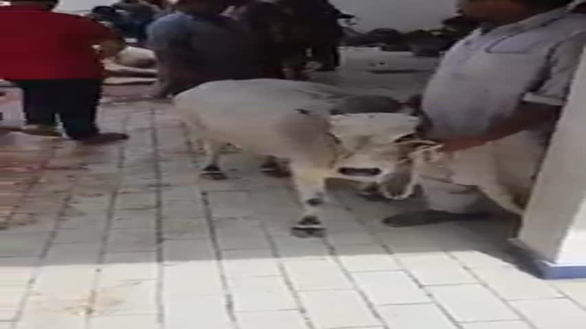 Ghaini Bachiya Ki Qurbani ...