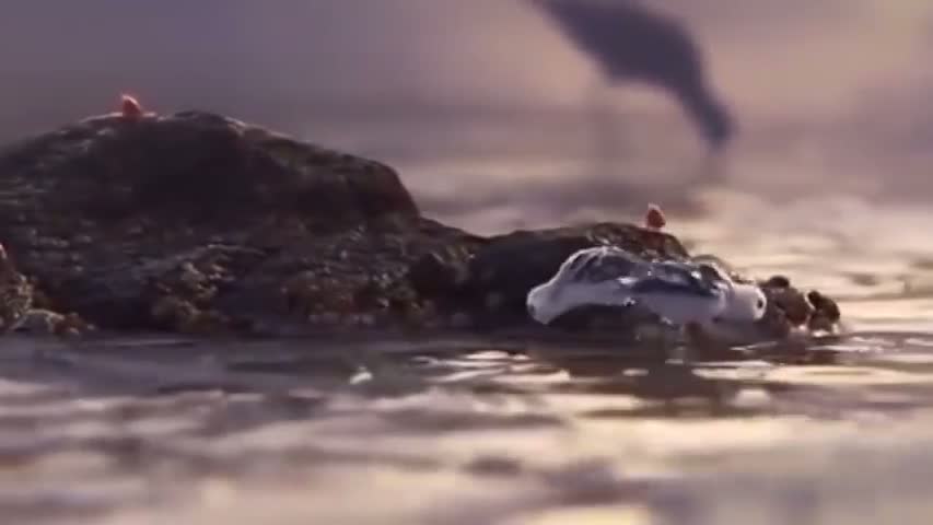 PiPer - So Cute Bird