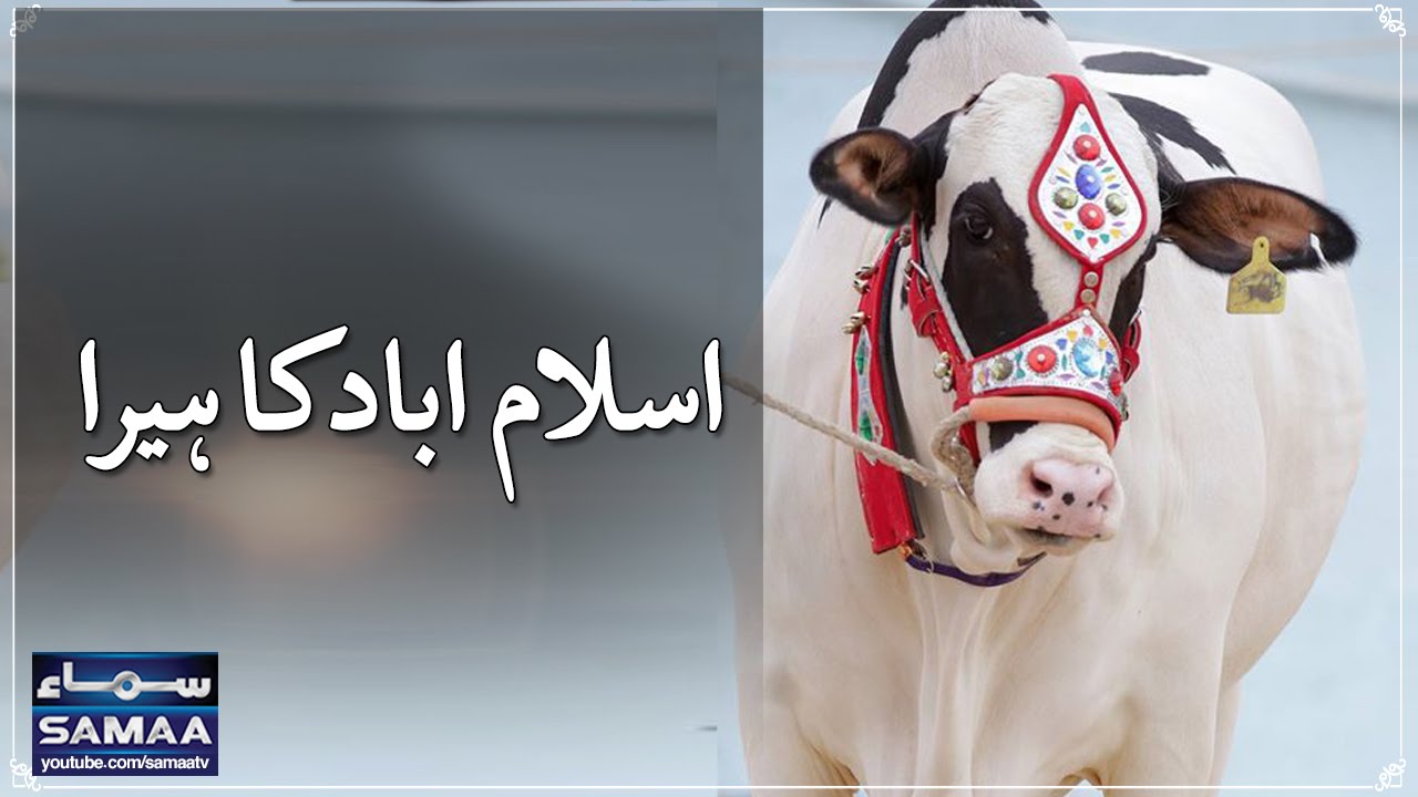 Islamabad Ka Hera | News Package | SAMAA TV