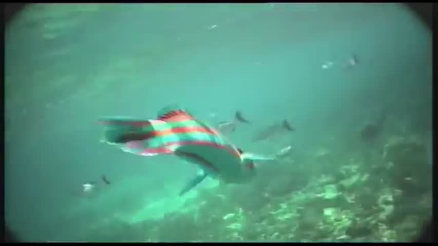 Catching a Greenblock Wrasse at Lord Howe Island on IFISH