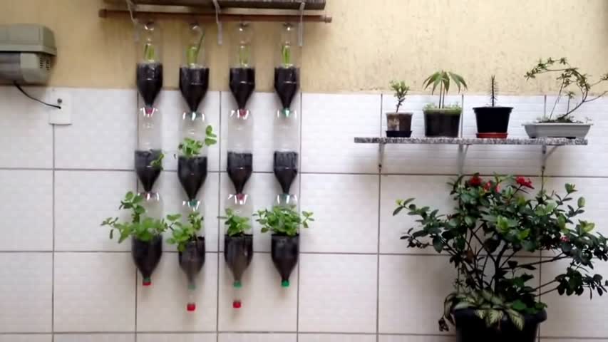 Bottle Garden -