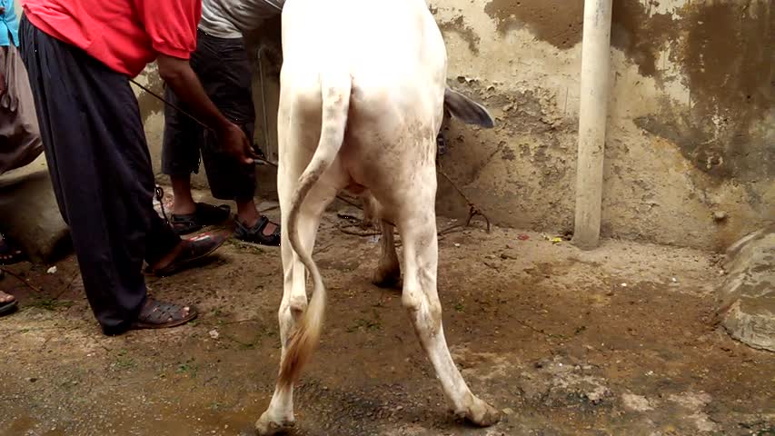 1st Day Qurbani Azizabad Block 2 Karachi