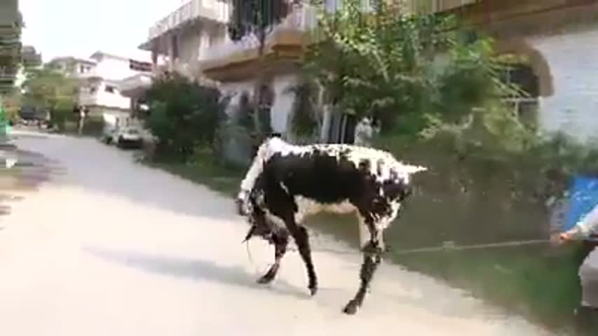 Angry Bull  Buhat hi zabardast janwar He