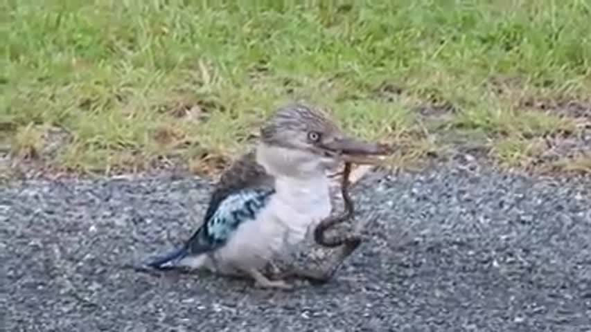 Kookaburra vs. Snake