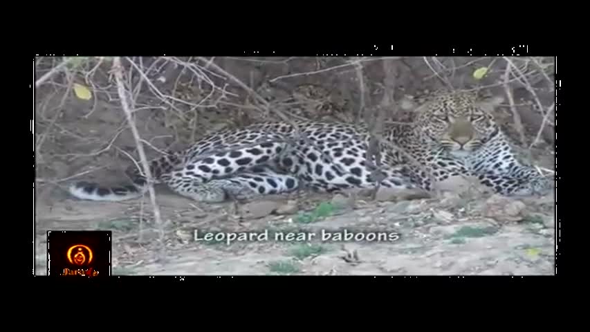 Baboon vs Leopard - Baboon Win ► Jarade Chanel