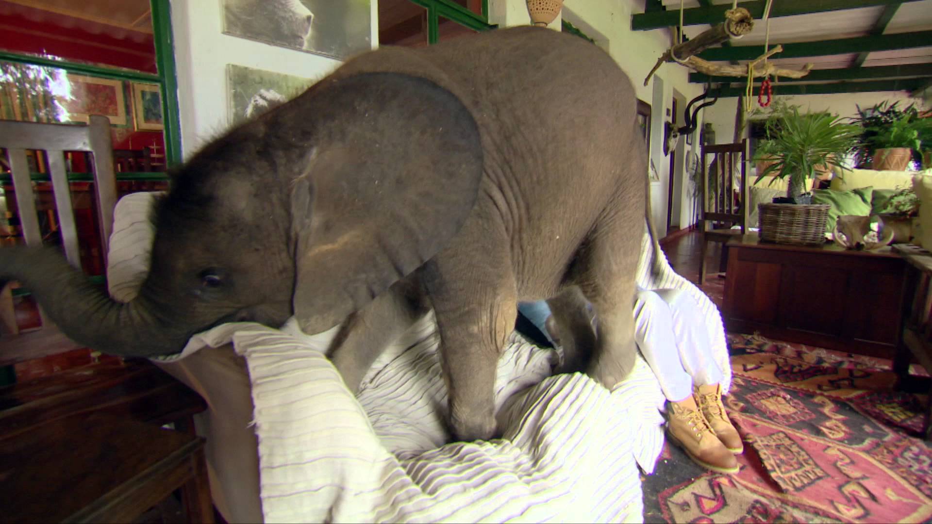 Baby elephant causes havoc at home - Nature's Miracle Orphans: Series 2 Episode 1 Preview - BBC One