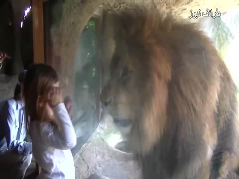 Baby and Lion very funny Cute