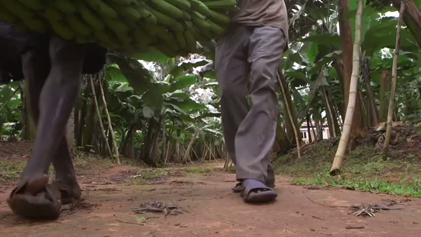Innovation in banana cropping systems 