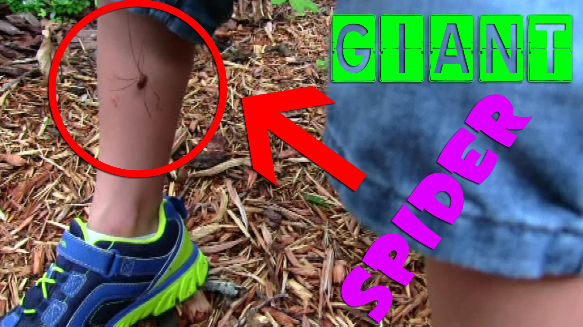 There's a Giant Spider on MY LEG!!