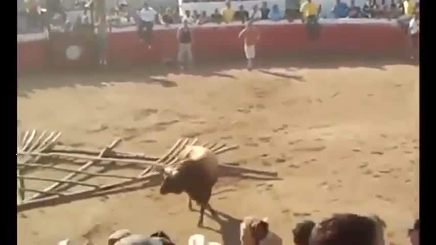 Don't Mess With A Bull