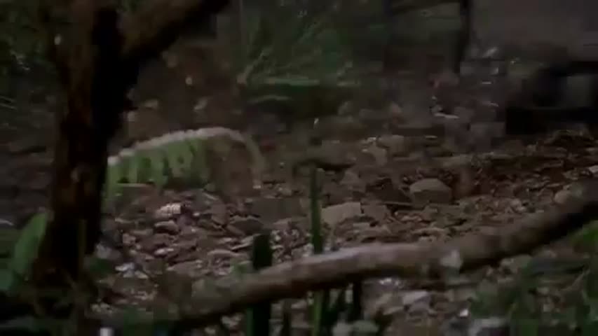 Beastmaster Season 1 Episode 9   Circle of Life