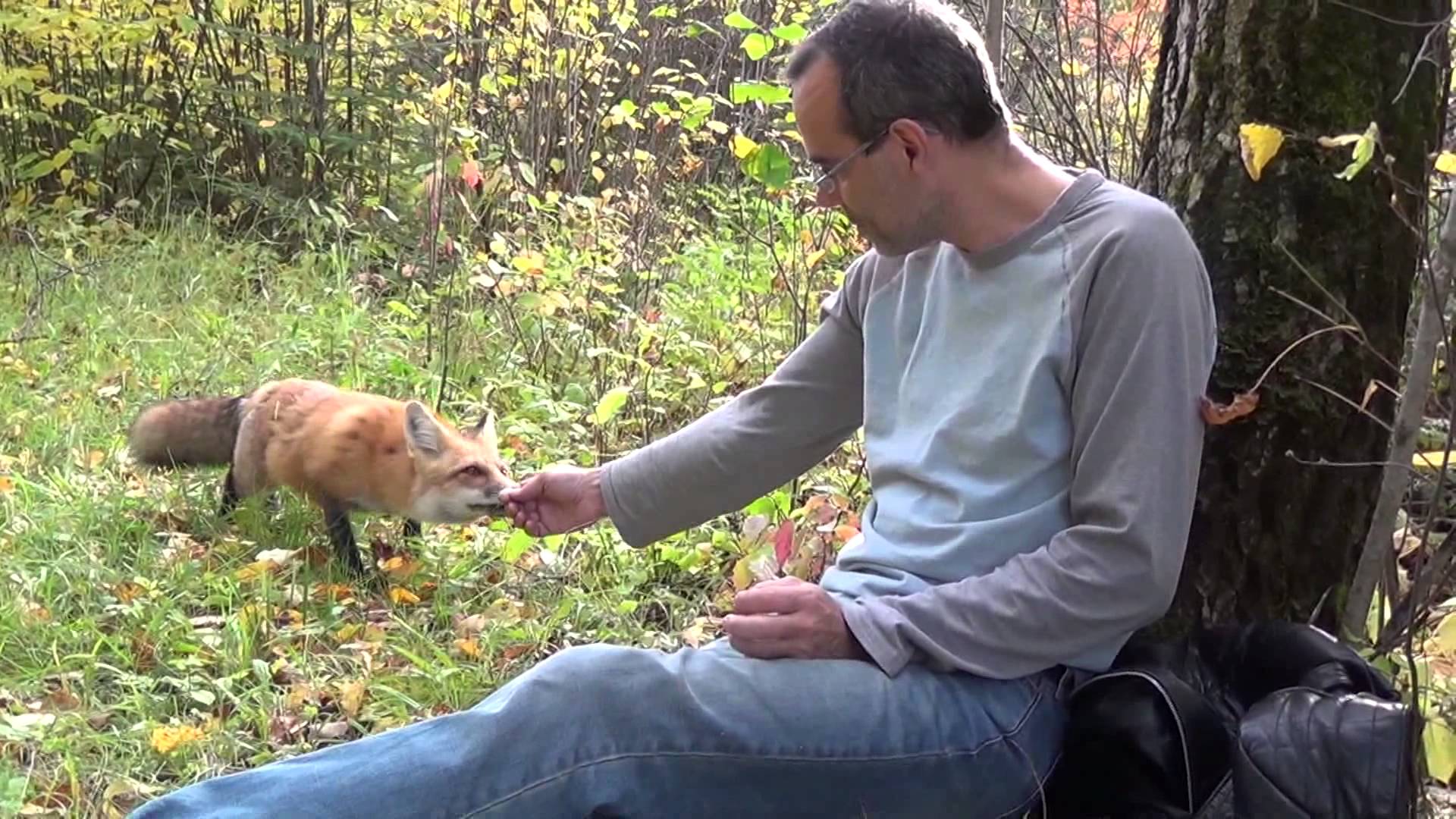 How to feed a wild fox