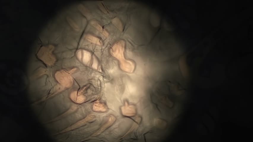 The Mountains of Madness- - by -The SpookySpookyShoggoths