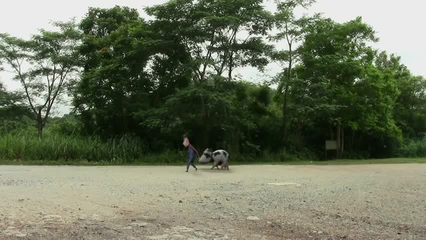 MILK COW GOES TO HEAVEN - BOOK OF MOO CGI 3D ANIMATION SHORT FILM HD COMEDY 