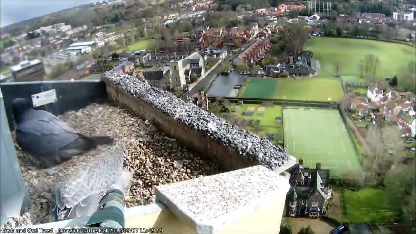 Hawk and Owl Trust Urban Peregrines Project Norwich Cathedral