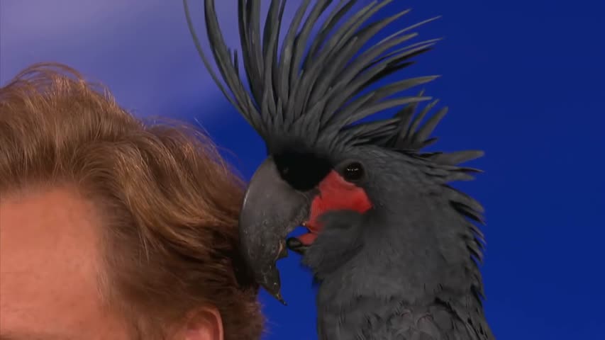 Animal Expert David Mizejewski: Black Palm Cockatoo & Crocodile - CONAN on TBS