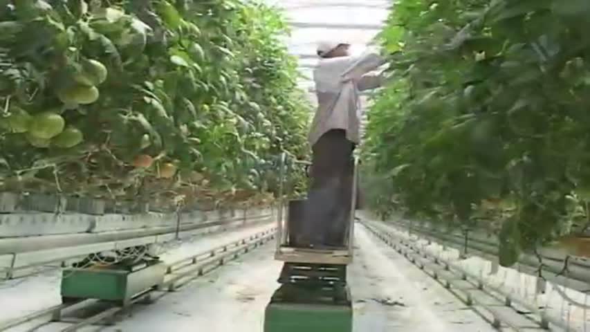 Greenhouse Vegetable Harvest Video