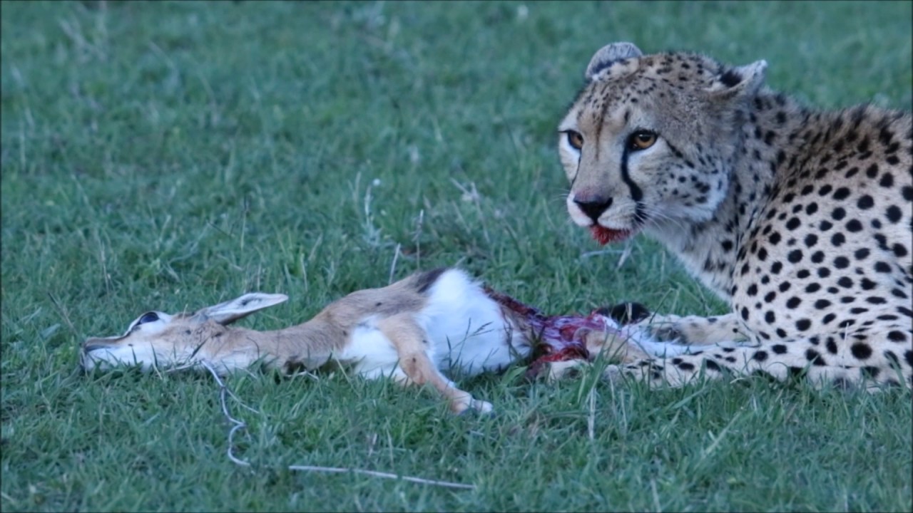 Cheetah feeding on baby gazelle while alive!