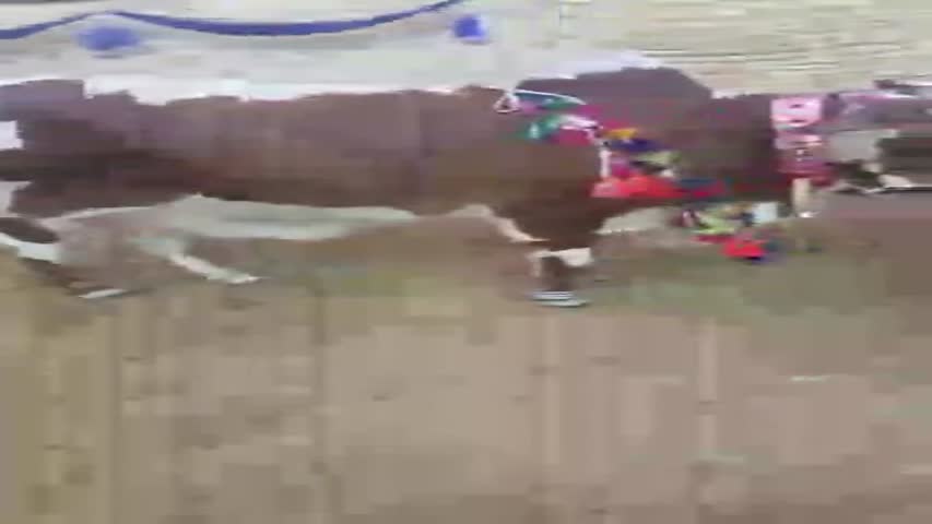 Heavyweight Beastie's In VIP