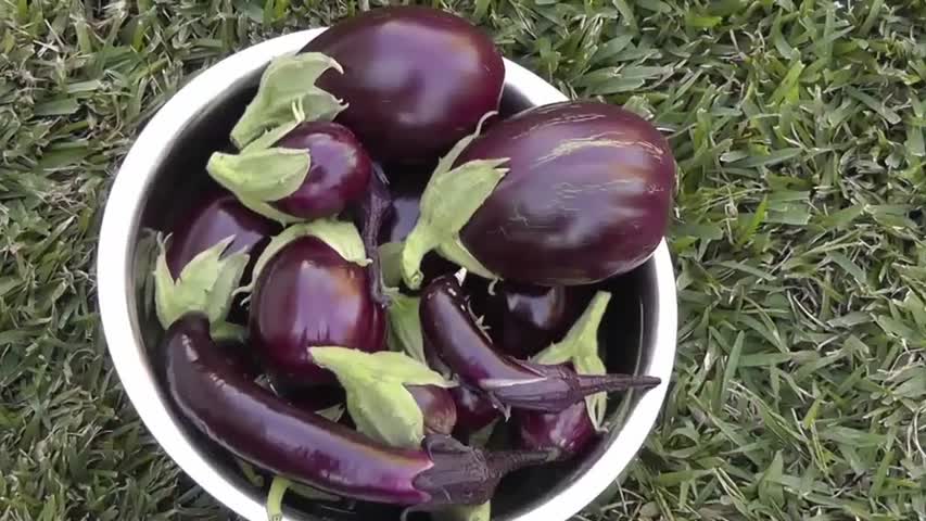 How To Grow Eggplants In Containers - The Complete Guide 