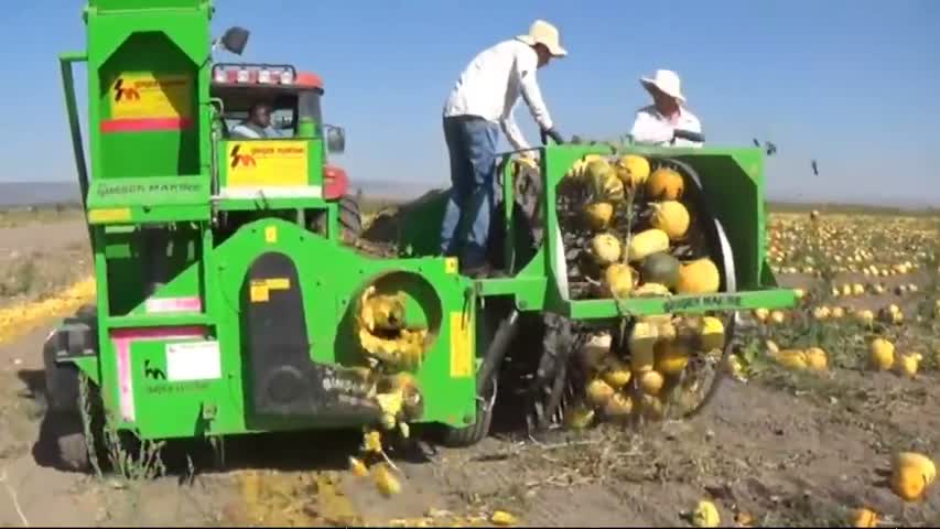 Pumpkin seed harvesting machine 2016 - Amazing new modern technology agriculture farm equipment 