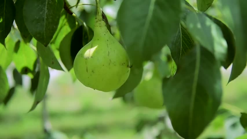 Taste of Baltistan - Documentary Report