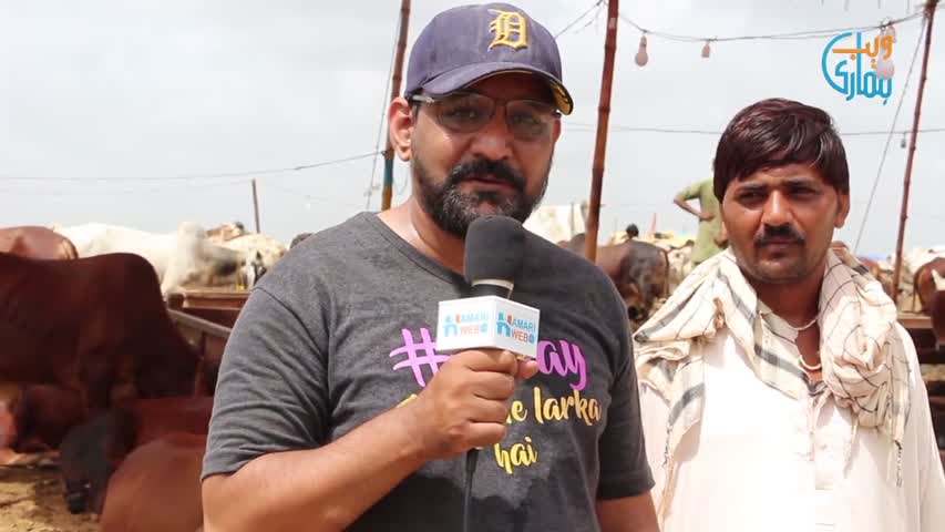 Hamariweb News Gai Mandi