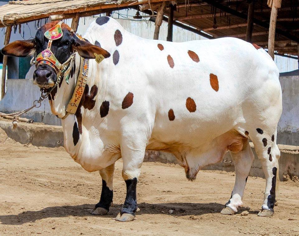 Geo News Headlines - 03:00 PM | 6 September 2016