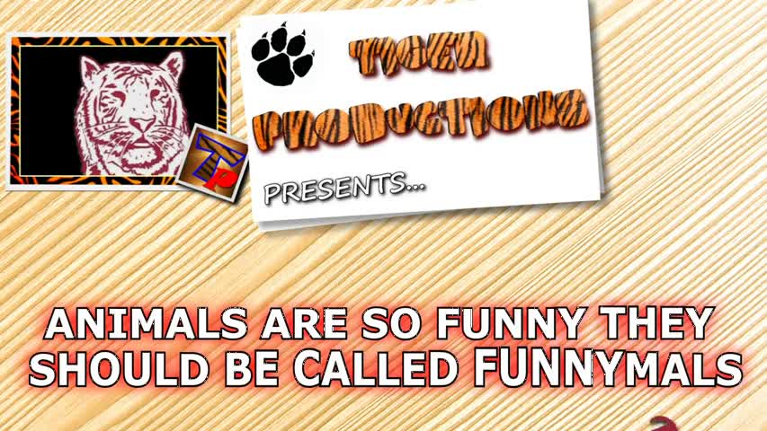 Animals are so funny they should be called funnymals - Funny animal compilation