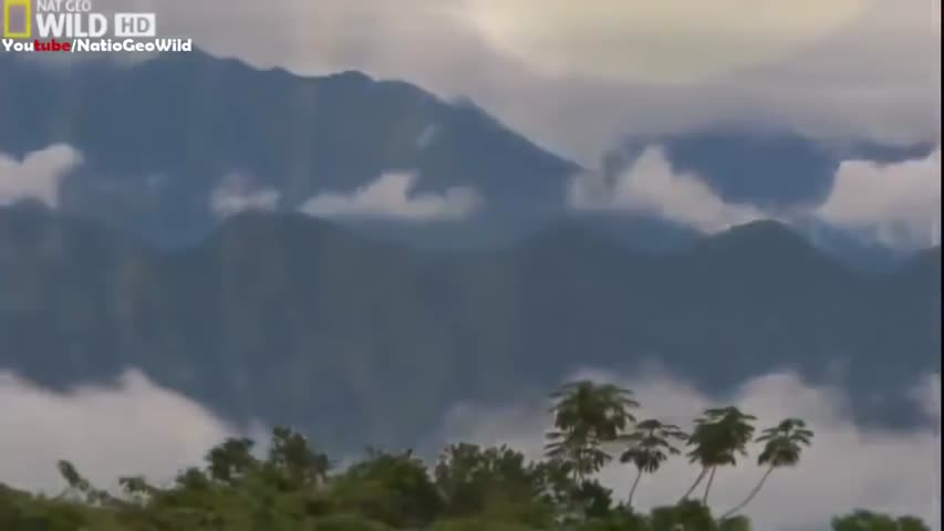 National geographic - Strange Things In the Amazon Forest - BBC wildlife animal documentary