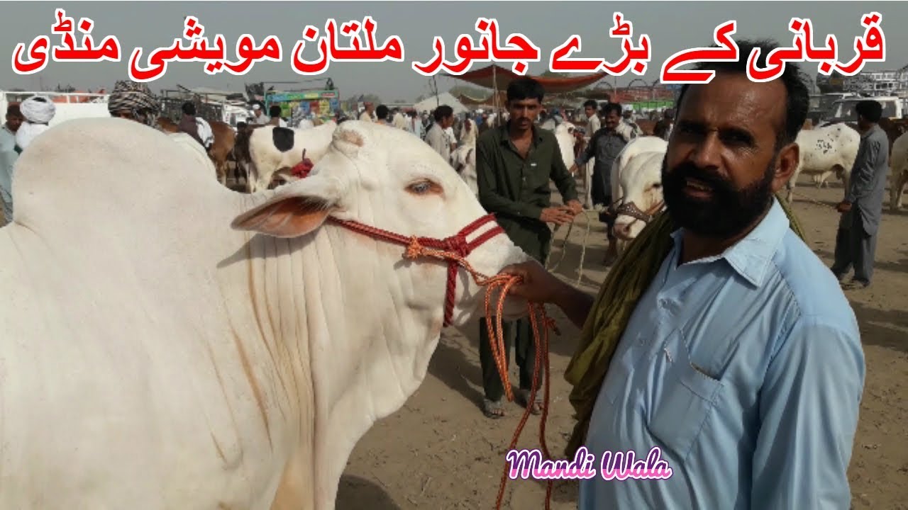 117 | Cow mandi 2018/2019 | Multan Mandi | Expensive Qurbani animals