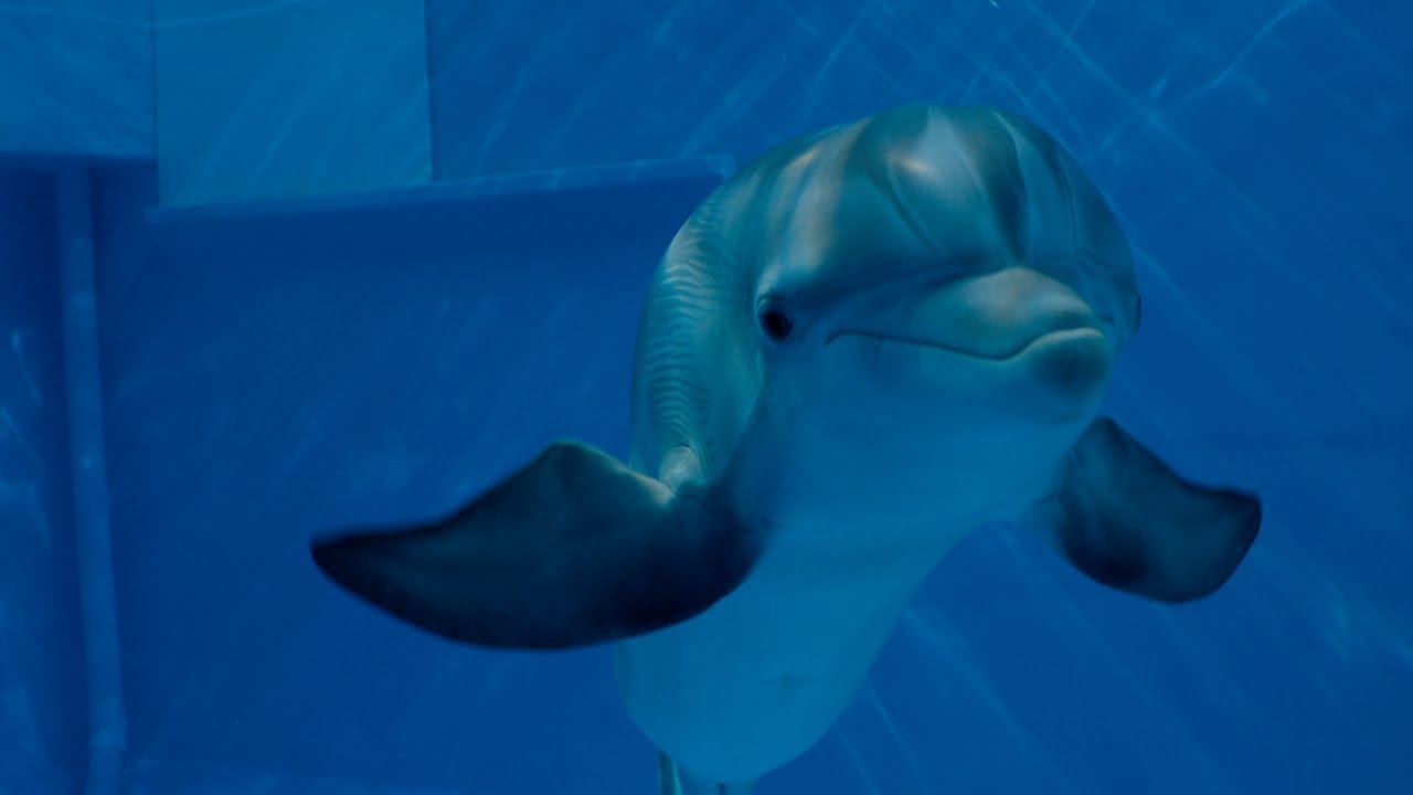 Dolphin Tale 2 - Official Main Trailer 
