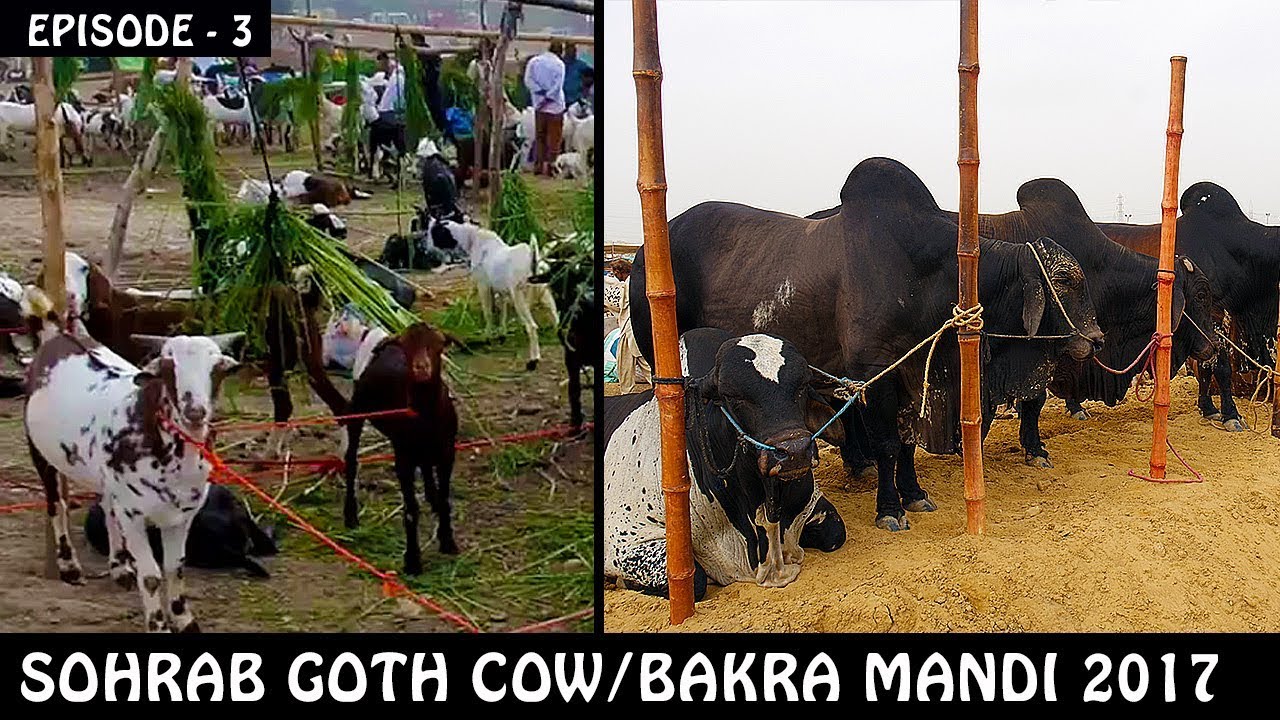COW MANDI SOHRAB GOTH 2017 | Episode 3