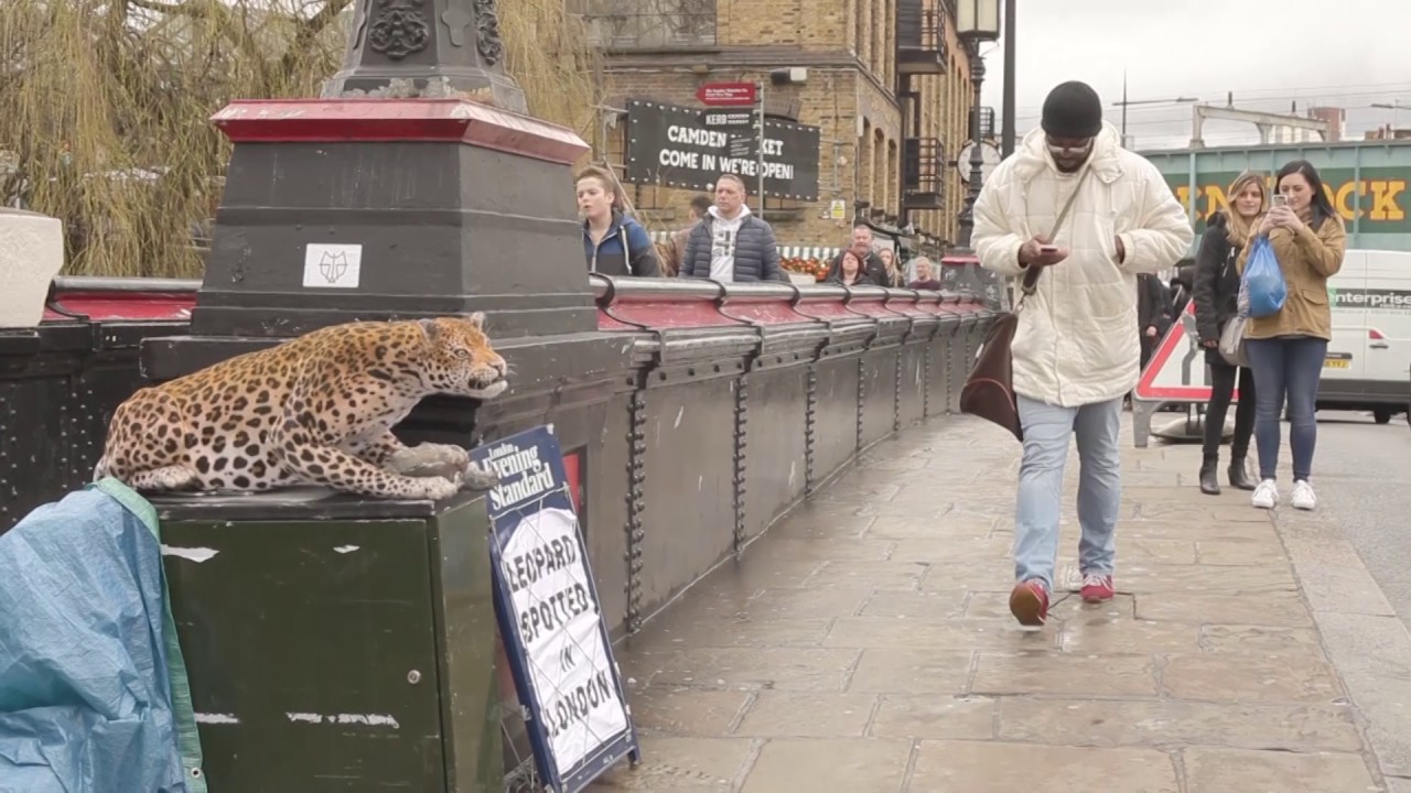 LEOPARD PRANK! CAMDEN TOWN